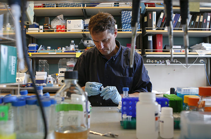 Matthew Porteus, 51, professor of pediatrics at Stanford School of Medicine, pipettes DNA to use for gene editing of stem cells at Lokey Stem Cell lab at Stanford University in Stanford Calif., on Dec. 18, 2015. (John Green/Bay Area News Group/TNS)