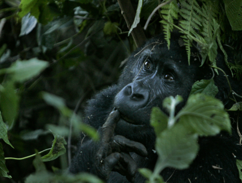 Ellen DeGeneres works with the Dian Fossey Gorilla Fund to support Rwanda goriallas.