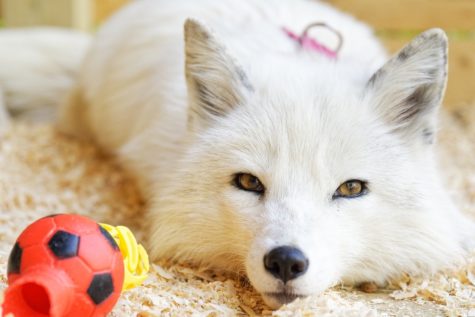 A pet fox lays down beside its toys.