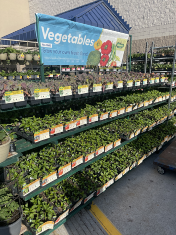 Transplant seedlings being featured in Home Depots gardening section.