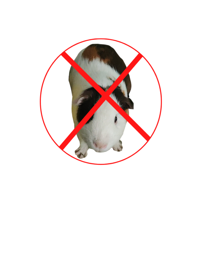 A guinea pig with a large X over it indicates that guinea pigs are not good.