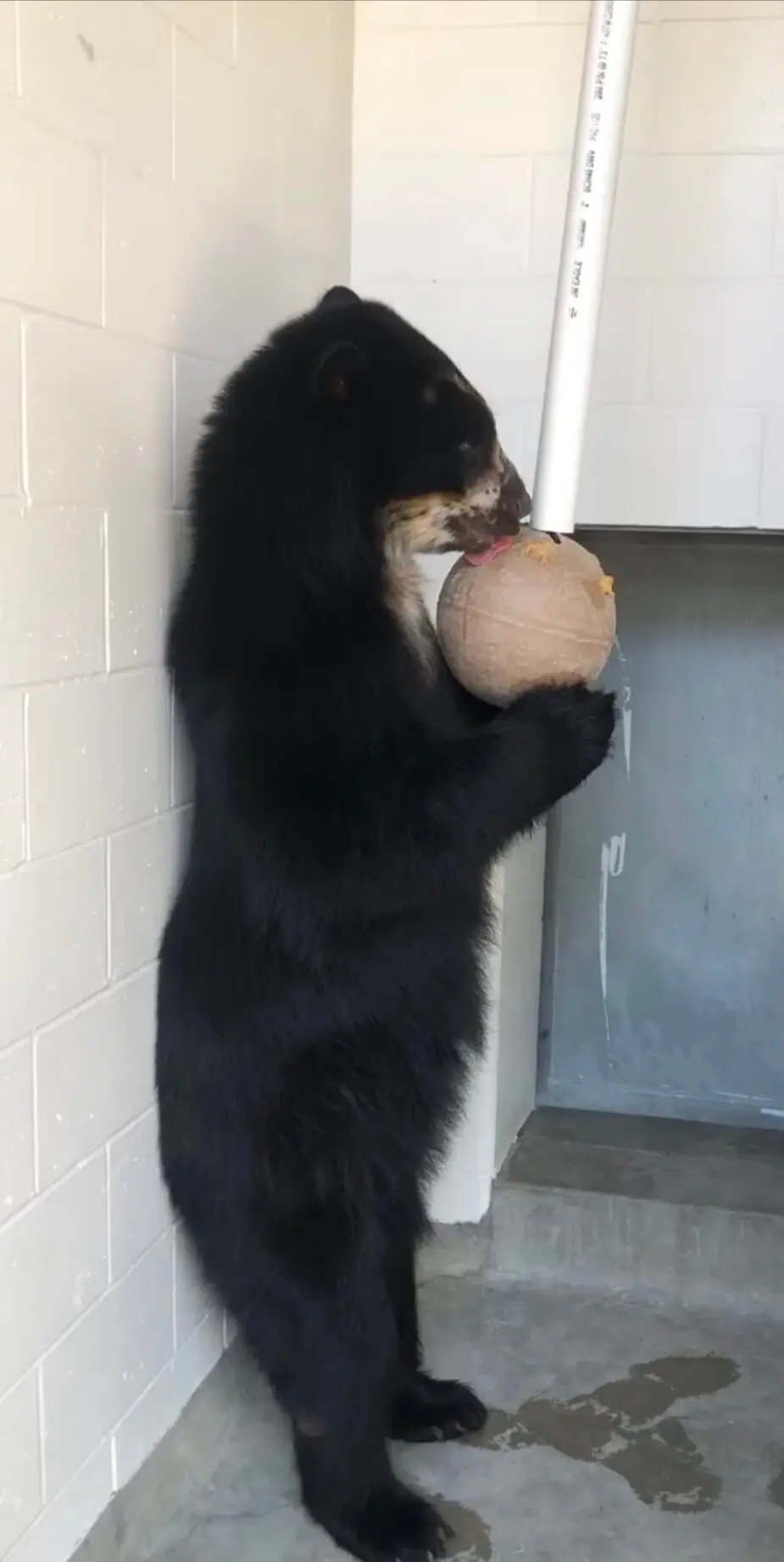 Ben eating his food off of a Boomer Ball.