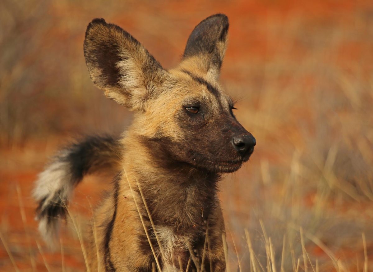 An African Wild Dog stands in the grass.