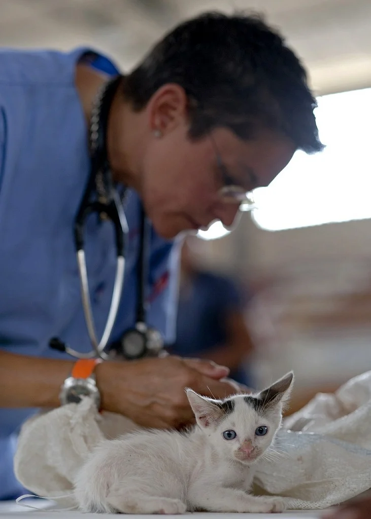 A veterinarian administers medicine to a kitten.