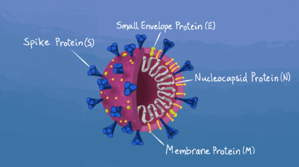 A COVID-19 illustration demonstrating what the spike proteins are.