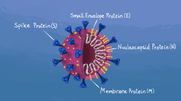 A COVID-19 illustration demonstrating what the spike proteins are.