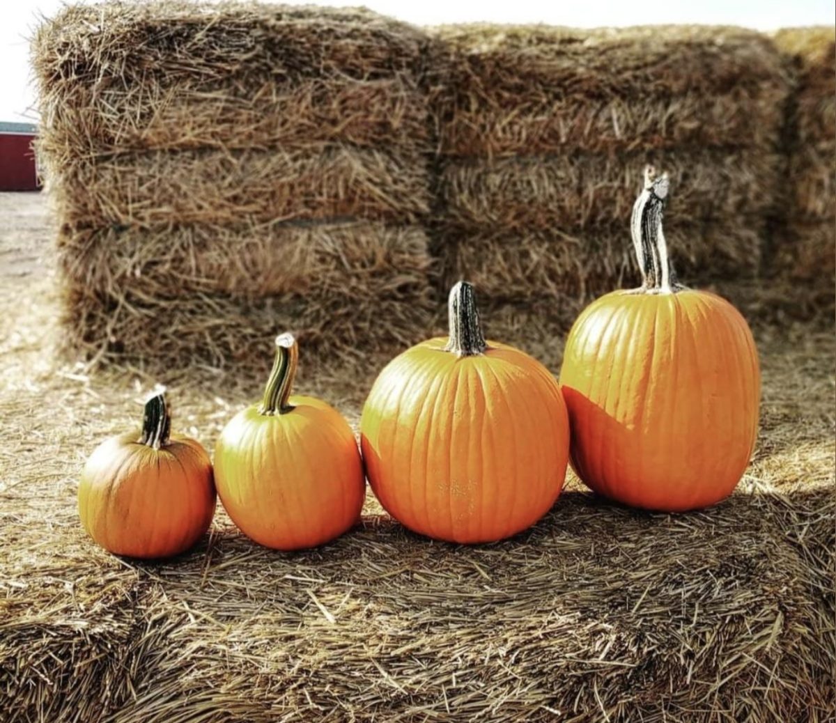 Pumpkins from Eckert's