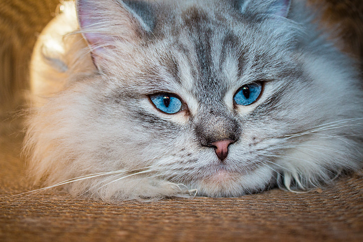 A persian cat laying down, picture provided by Pickpik.com